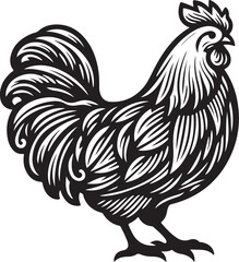 rooster isolated on white background