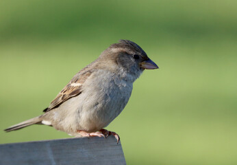 House sparrow