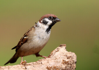 Tree sparrow