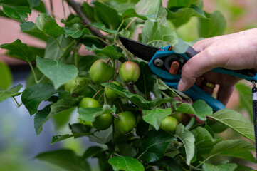 Thinning out apples of a apple tree in late spring.
