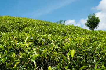 Tea leaves on bush in tea plantation. Close-up Tea with  Mountains on Background