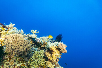 Healthy coral reef landscape with various hard corals