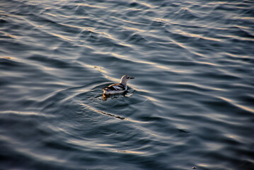 Young bird on water