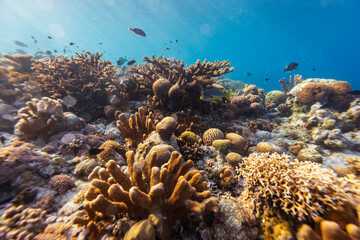 Healthy coral reef landscape with various hard corals