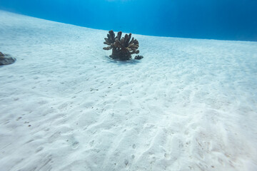 Healthy coral reef landscape with various hard corals