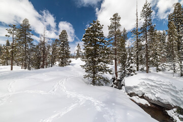 Stream and snowshoe tracks cut through snow covered redwood forest