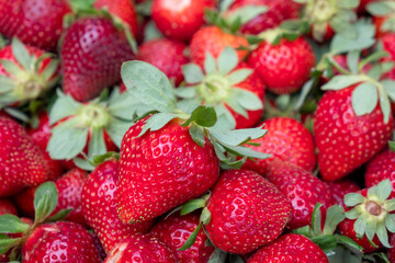 strawberry harvest, a background of strawberries. texture quality