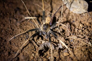 A large spider, Kiekie cf. curvipes, on a rainforest floor.