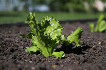 Close up of homegrown small green lettuce leaves in a bed in a garden 