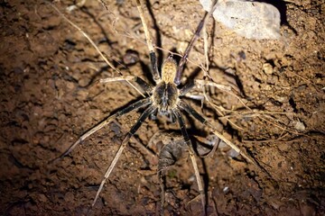 A large spider, Kiekie cf. curvipes, on a rainforest floor.