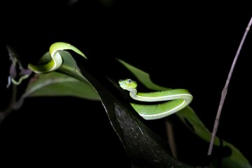Side striped palm pitviper, Bothriechis lateralis, in a tree with dark background