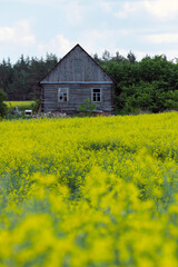 An old wooden house against the backdrop of a rapeseed field. Belarusian landscape.