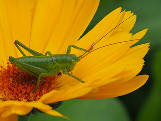 Grüne Heuschrecke auf gelber Ringelblumenblüte
