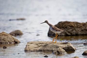 Greater Yellowlegs
(Tringa melanoleuca) on the river