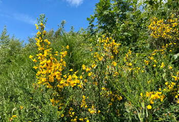 Vibrant fresh yellow flowers bloom against a backdrop of lush greenery under a clear blue sky, with sunlight bathing the scene in, Longwood, Huddersfield, UK