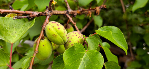 a tree with many green pears on it and a leaf that says  pear .