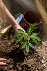 Cannabis Steckling wird eingepflanzt