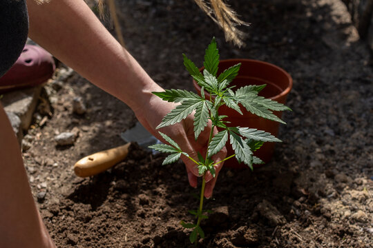 Cannabis Steckling wird eingepflanzt