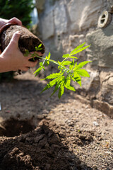 Frau nimmt Cannabis Pflanze aus einem Topf heraus um sie im Garten anzupflanzen