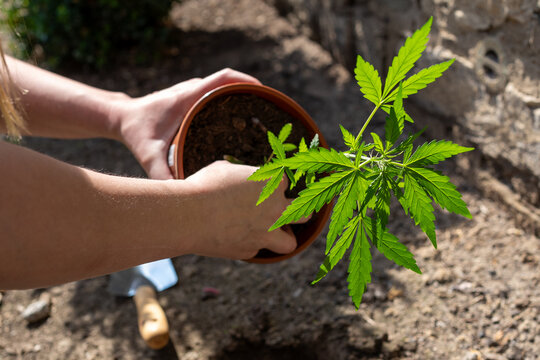 Cannabis Anpflanzen 01.04.2024 Marijuhana