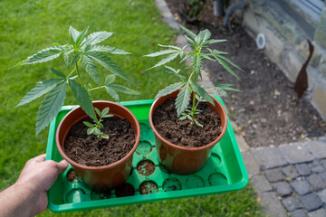 Marijuhana growing