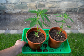 Junge Cannabis Pflanze wächst. Legalisierung 01.April 2024 in Deutschland