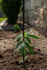 Junge Cannabis Pflanze wächst. Legalisierung 01.April 2024 in Deutschland