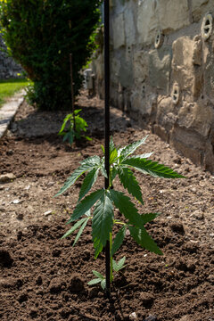 Junge Cannabis Pflanze w&auml;chst. Legalisierung 01.April 2024 in Deutschland