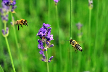 Bienen fliegen zu einer Lavendelblüte