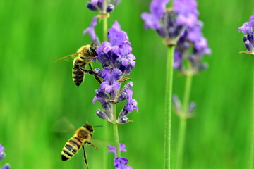 Bienen fliegen zu einer Lavendelblüte