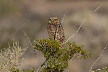 Burrowing Owl