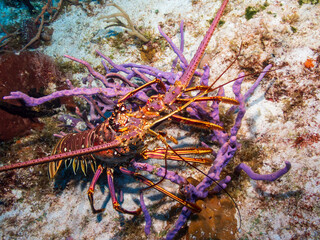 Caribbean spiny lobster (Panulirus argus) on a sandy bottom in Cozumel, Mexico.  Underwater photography and travel.