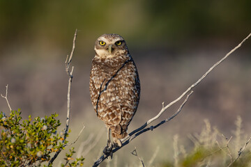 Burrowing Owl