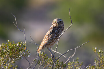 Burrowing Owl