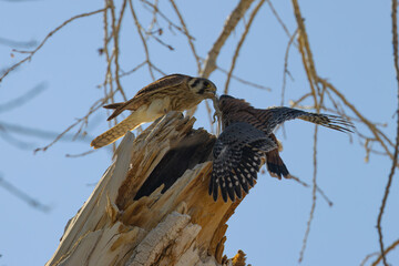 Kestrel with lizard feeding baby