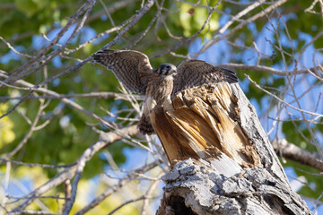 American Kestrel spreading wings