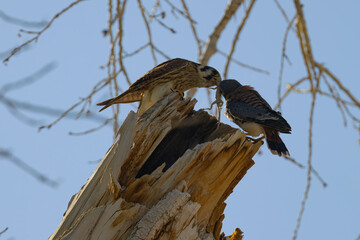 Kestrel's Feeding Babies