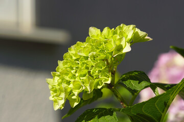Hydrangea inflorescence with green flowers, photographed close-up on a blurred background. Summer in the garden - hortensia during flowering.