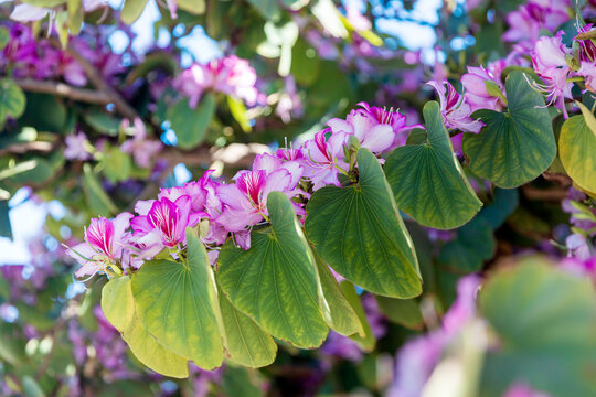 Bauhinia is a large genus of flowering plants in the subfamily Cercidoideae and tribe Bauhinieae, in the large flowering plant family Fabaceae,