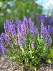 bush with lilac flowers of oak sage in a flowerbed in a nursery and city park close-up in summer. concept of growing medicinal ornamental plants