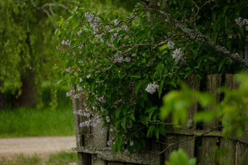 Lilac on a dilapidated fence