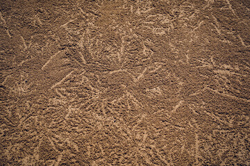Crabs dug holes and left sand balls on the beach