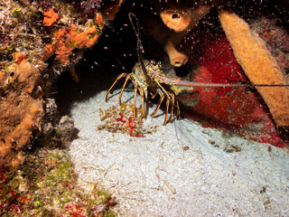 Caribbean spiny lobster (Panulirus argus) on a sandy bottom in Cozumel, Mexico.  Underwater...