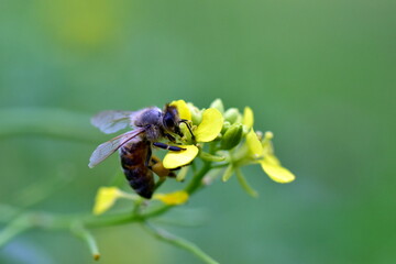 Biene auf einer Rapsblüte