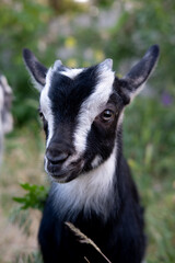 Close-up of a young black and white kid Goat, with a leave of grass in its mouth.