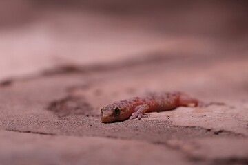 close up of a leaf-toed gecko