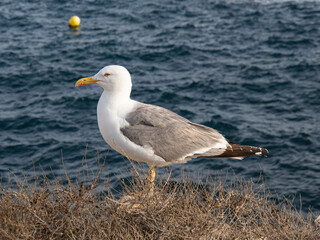 Gaviotas de la isla de Tabarca (Alicante - España)