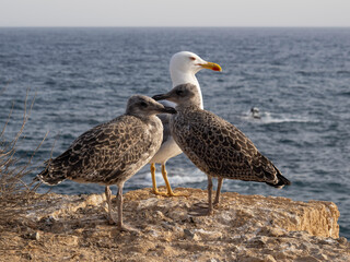 Gaviotas de la isla de Tabarca (Alicante - España)