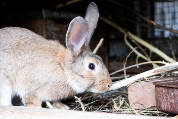 Beautiful fluffy brown rabbit in his cage on a farm.