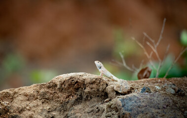 Oriental Garden lizard walking 
